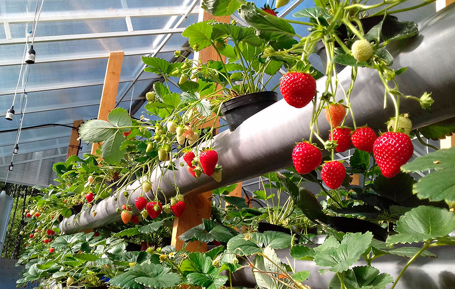 Anbau von Erdbeeren in einer Growbox