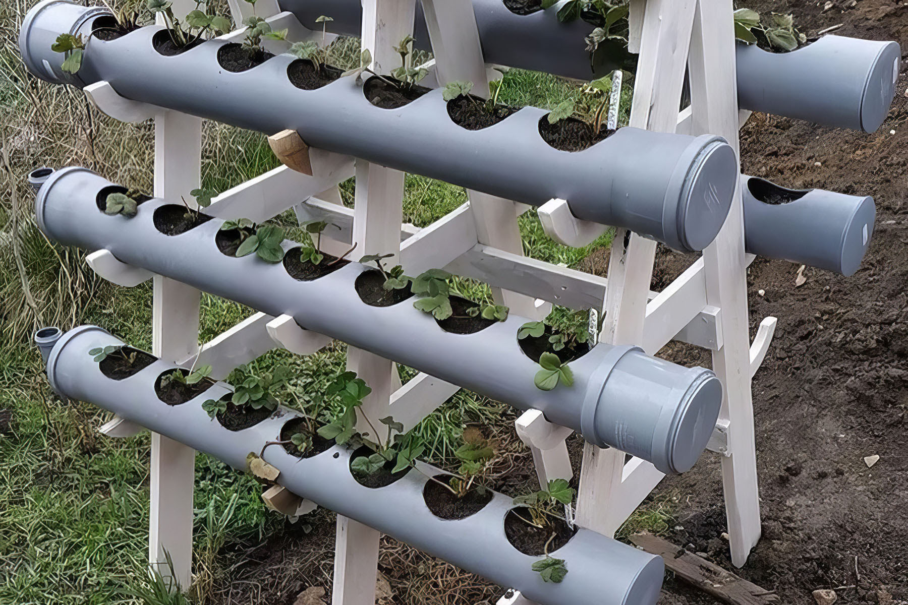 Horizontaler Anbau von Erdbeeren in PVC-Rohren
