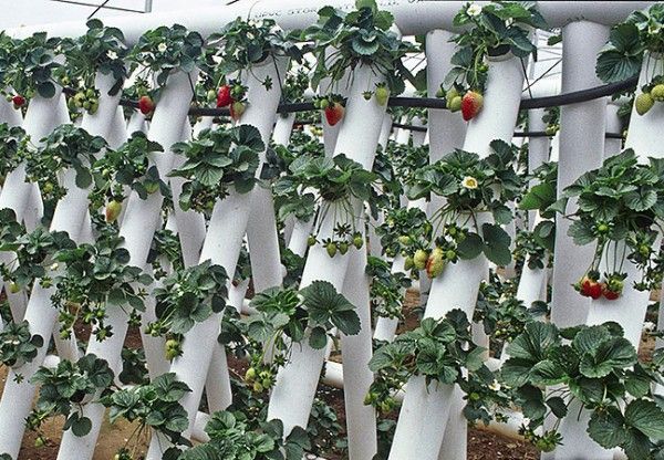 Vertikaler Anbau von Erdbeeren in PVC-Rohren
