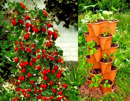 Anbau von Erdbeeren in vertikalen Beeten