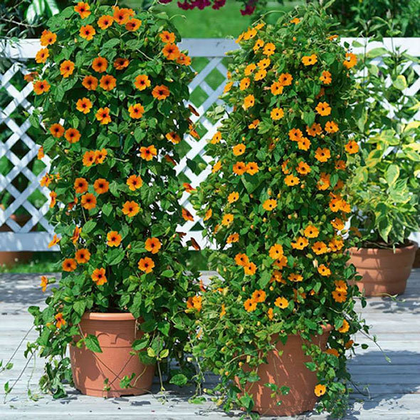 Anbau von Thunbergia im Garten