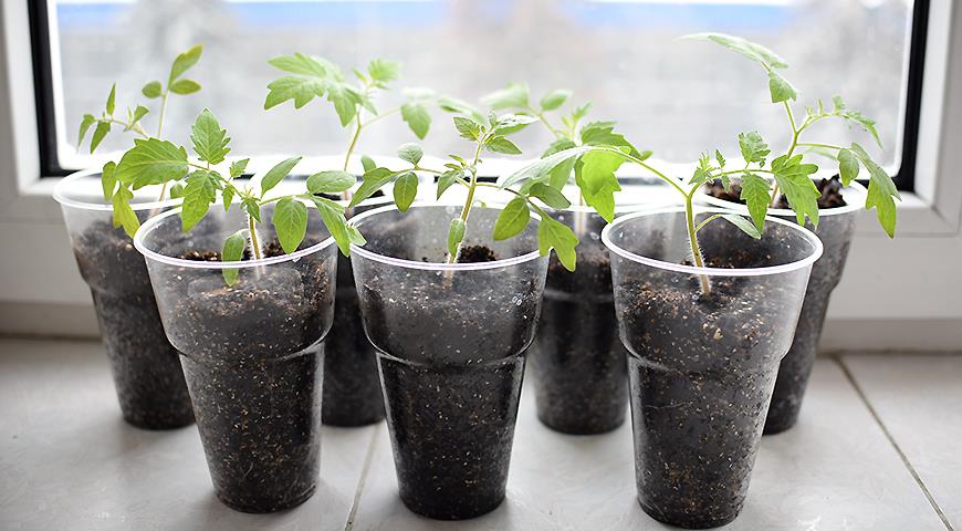 Anzucht von Tomatensämlingen zu Hause