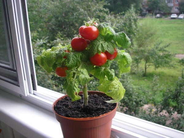 Tomatenanbau auf der Fensterbank zu Hause