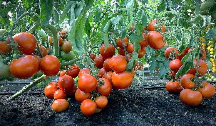 Tomatenanbau ohne Bewässerung