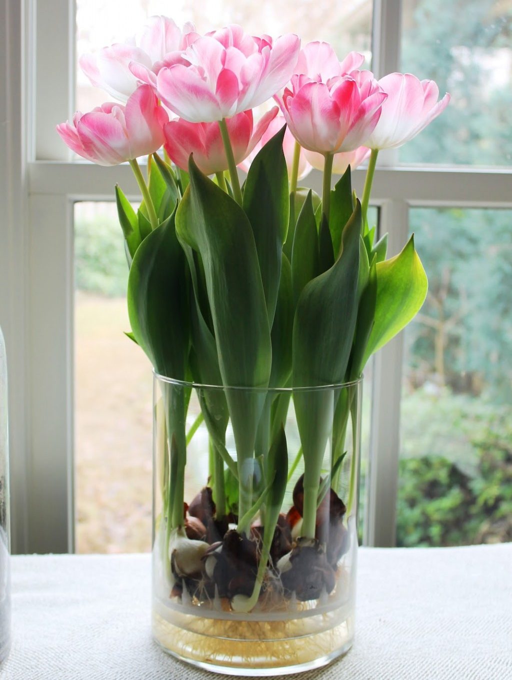 Tulpen zu Hause im Topf anbauen