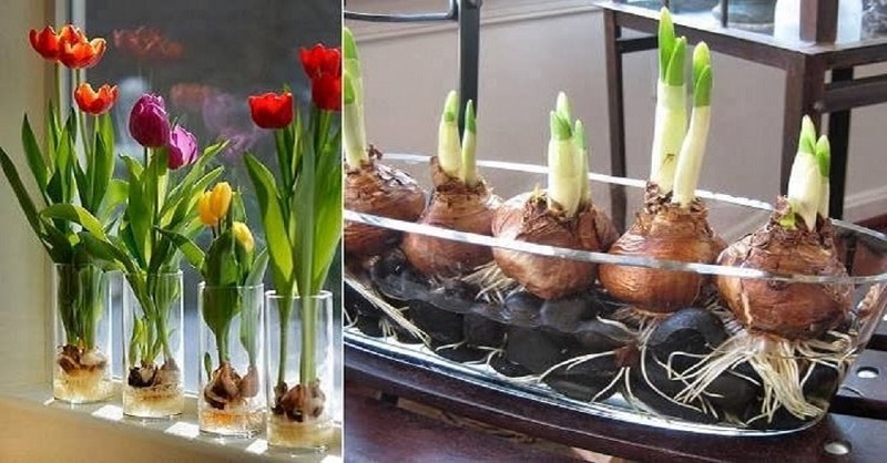 Tulpenanbau auf Hydroponik