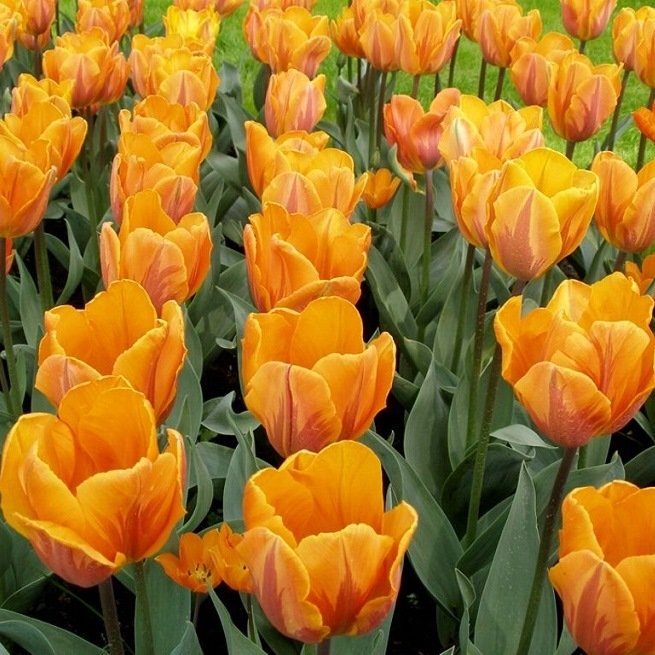 Anbau von Tulpen im Freiland