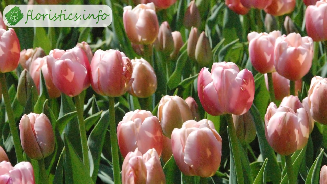 Anbau von Tulpen in Kübeln im Freien