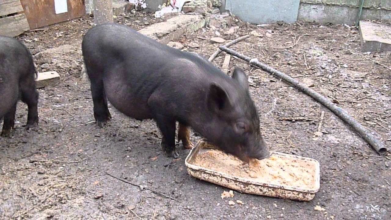 Die Aufzucht vietnamesischer Schweine zu Hause