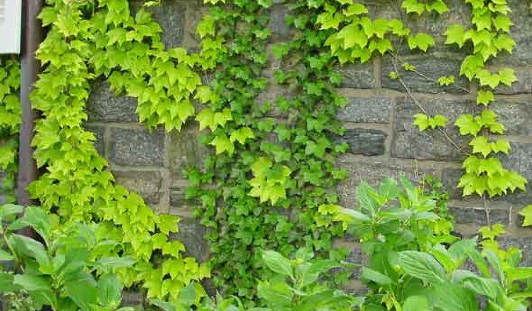 Anbau von Wildem Wein