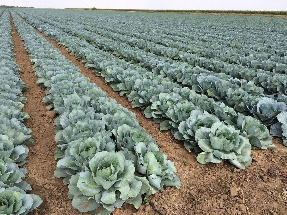 Anbau von Weißkohl im Freiland