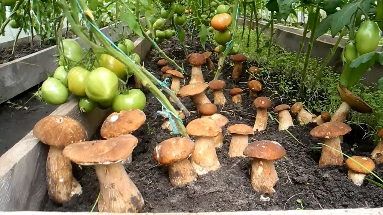 Anbau von Steinpilzen im Hausgarten