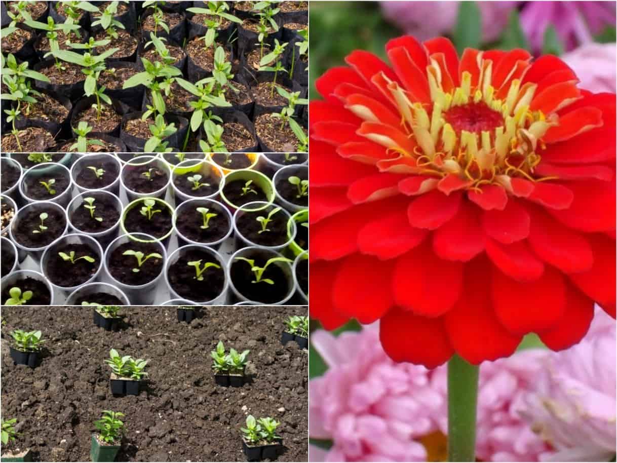 Zinnien aus Samen ziehen