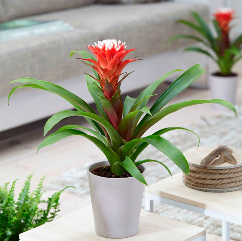 Guzmania Mix – wie pflegt man sie?