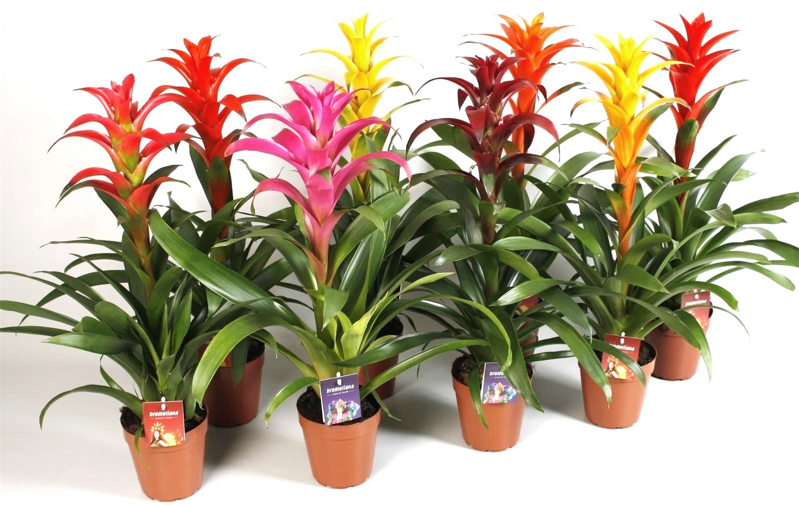 Guzmania Vermehrung durch Kindel