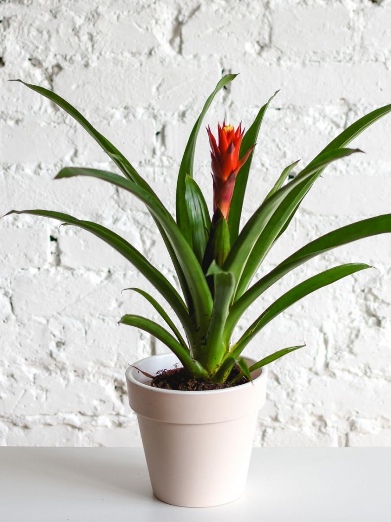 Guzmania-Umpflanzsubstrat