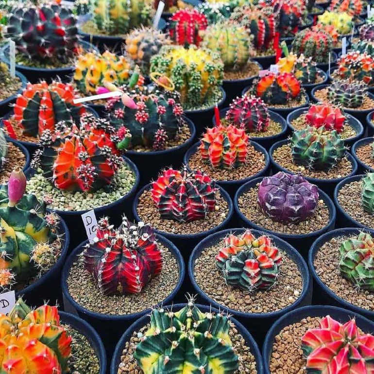 Vermehrung von Gymnocalycium mihanovichii