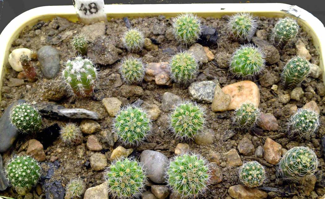Gymnocalycium Vermehrung durch Kindel