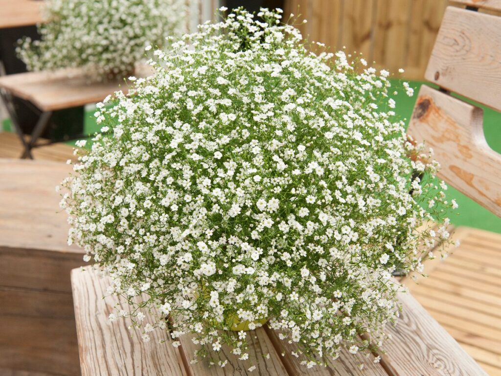 Gypsophila elegans Anzucht aus Samen