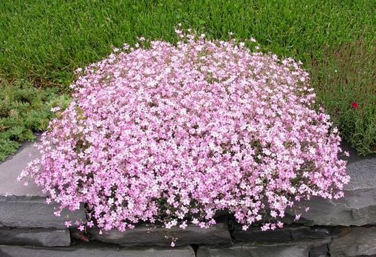 Kriechende rosa Gypsophila – Anzucht aus Samen