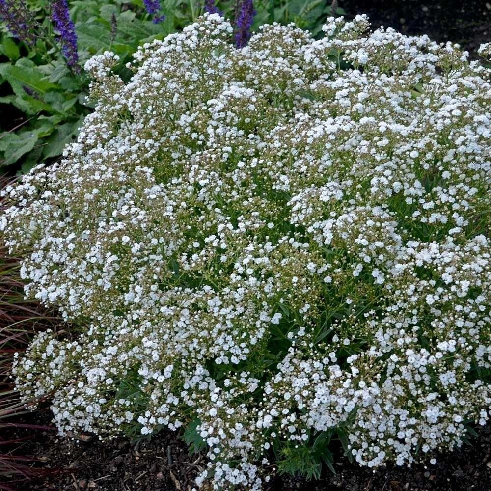 Gypsophila Schneeflocke – Anzucht aus Samen