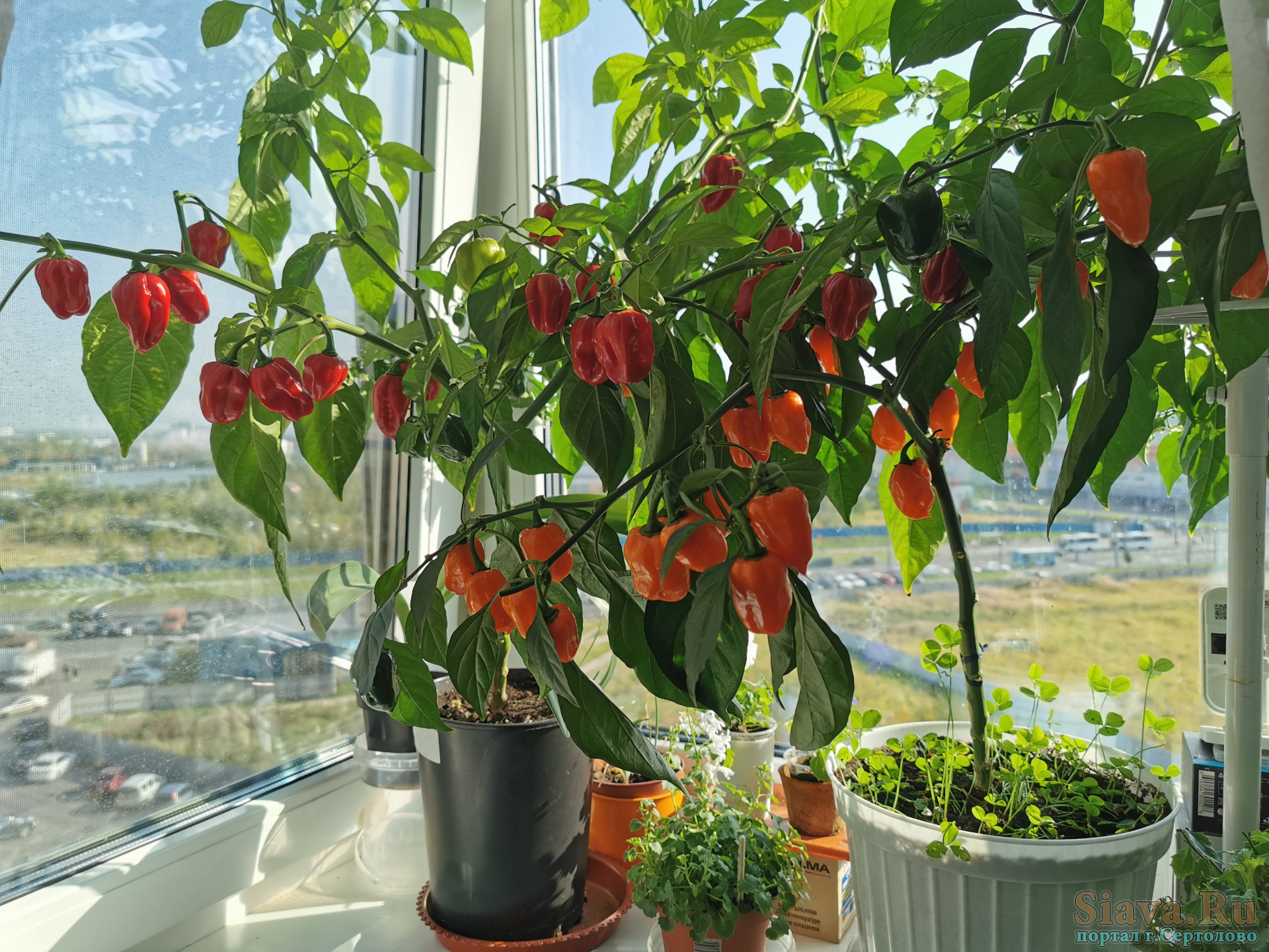 Habanero – Anbau zu Hause