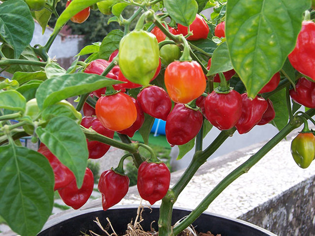 Anbau von Habanero zu Hause