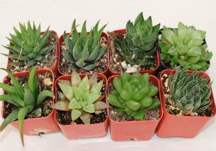 Haworthia Pflege und Vermehrung