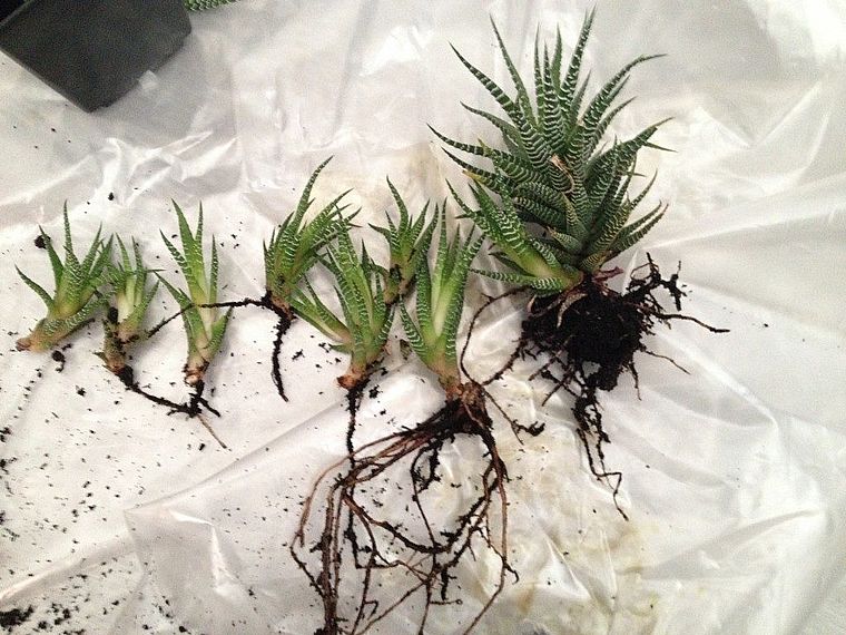 Haworthia-Vermehrung durch Blatt
