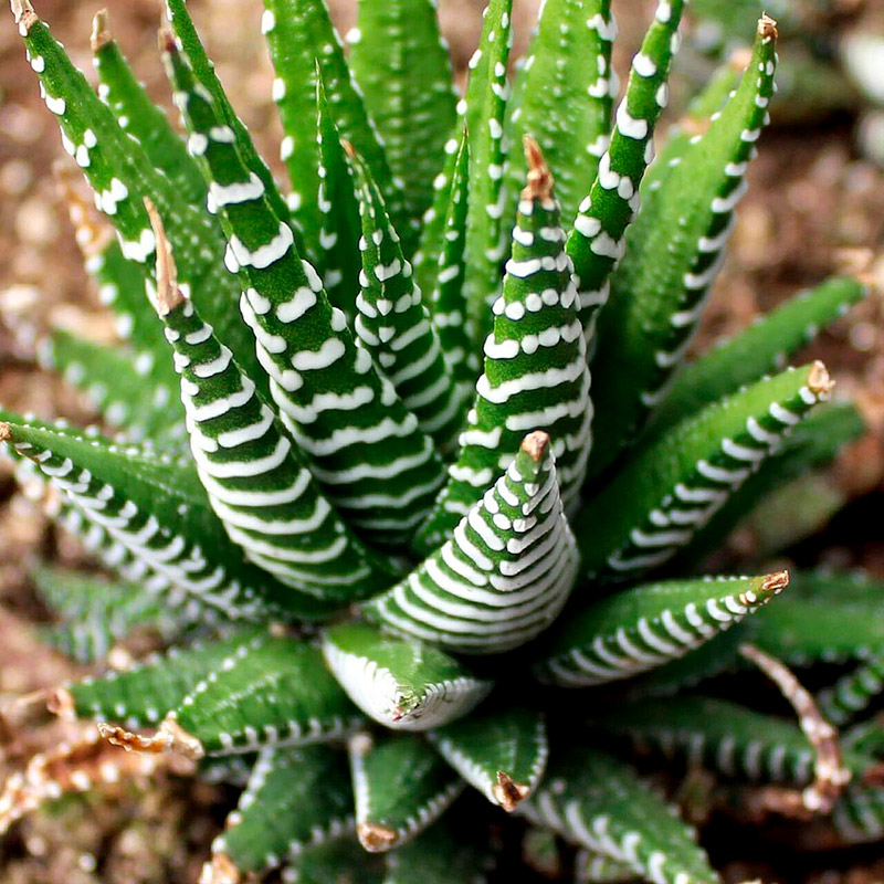 Wie pflegen Sie Haworthia fasciata?