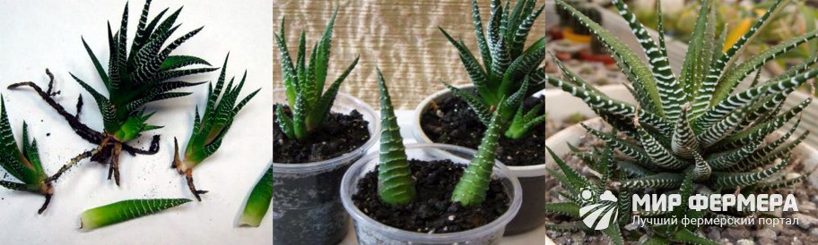 Vermehrung von Haworthia fasciata