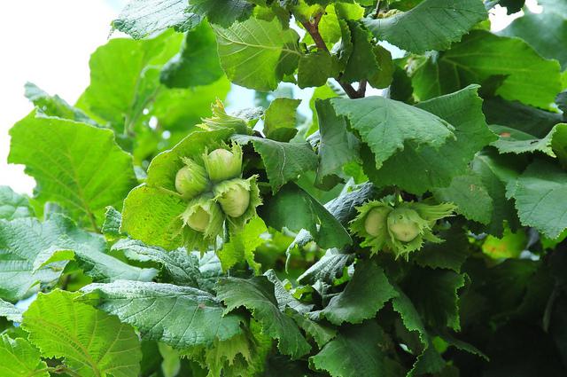 Haselnuss – Pflanzung und Pflege
