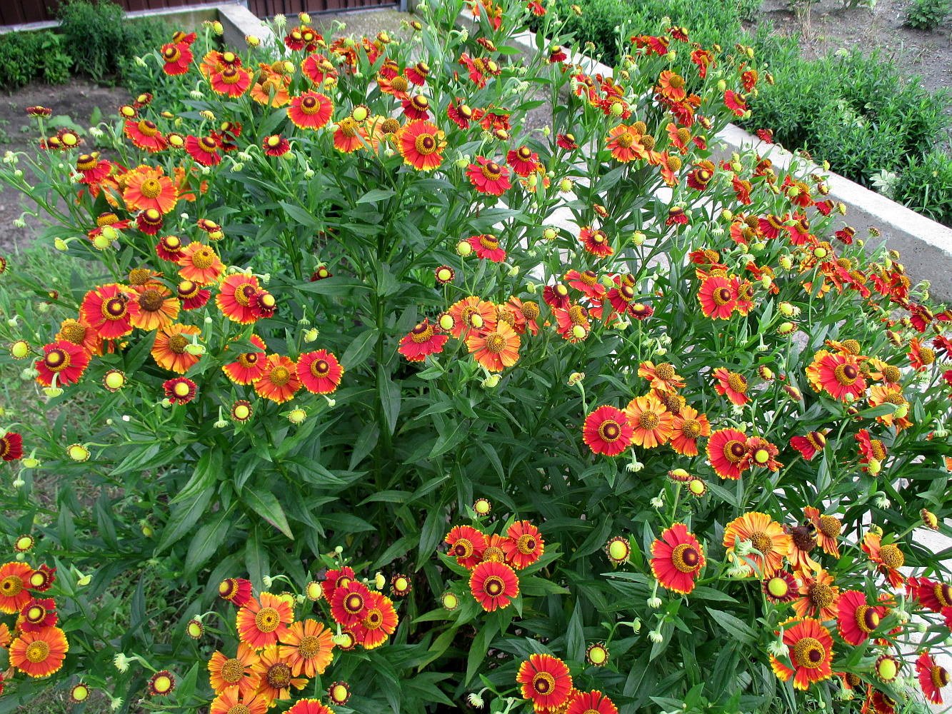 Herbst-Helenium: Pflanzung und Pflege