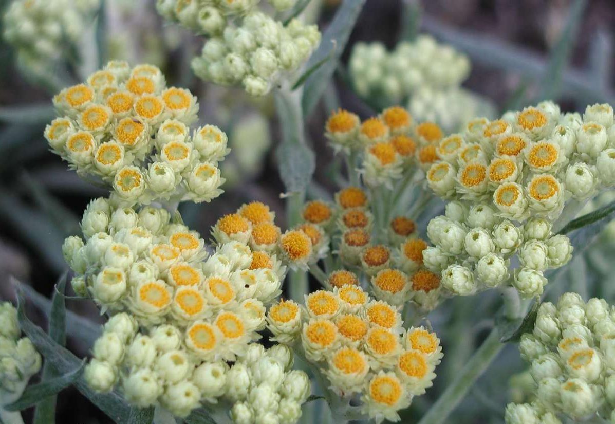 Helichrysum: Anzucht aus Samen zu Hause
