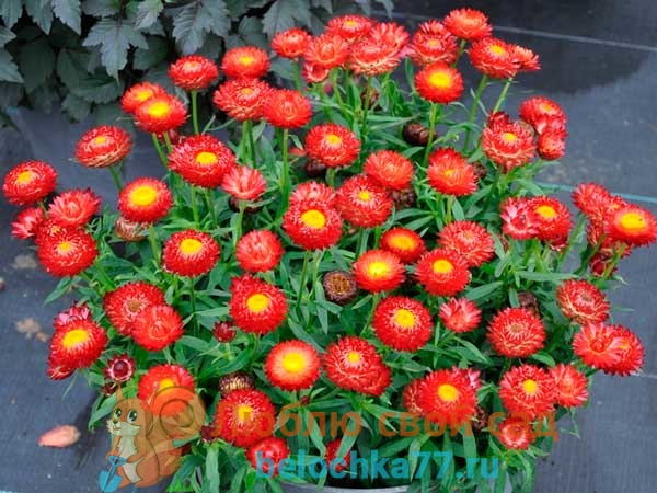 Helichrysum – Anbau aus Samen: Wann pflanzen?