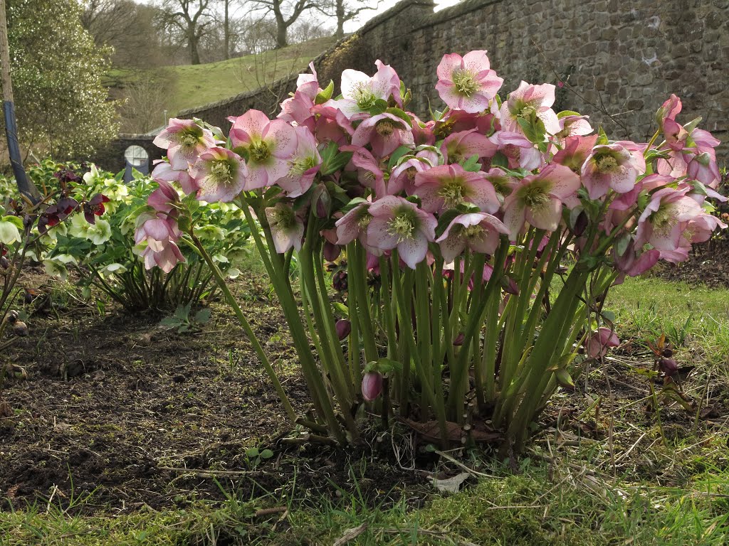 Helleborus orientalis: Pflanzung und Pflege