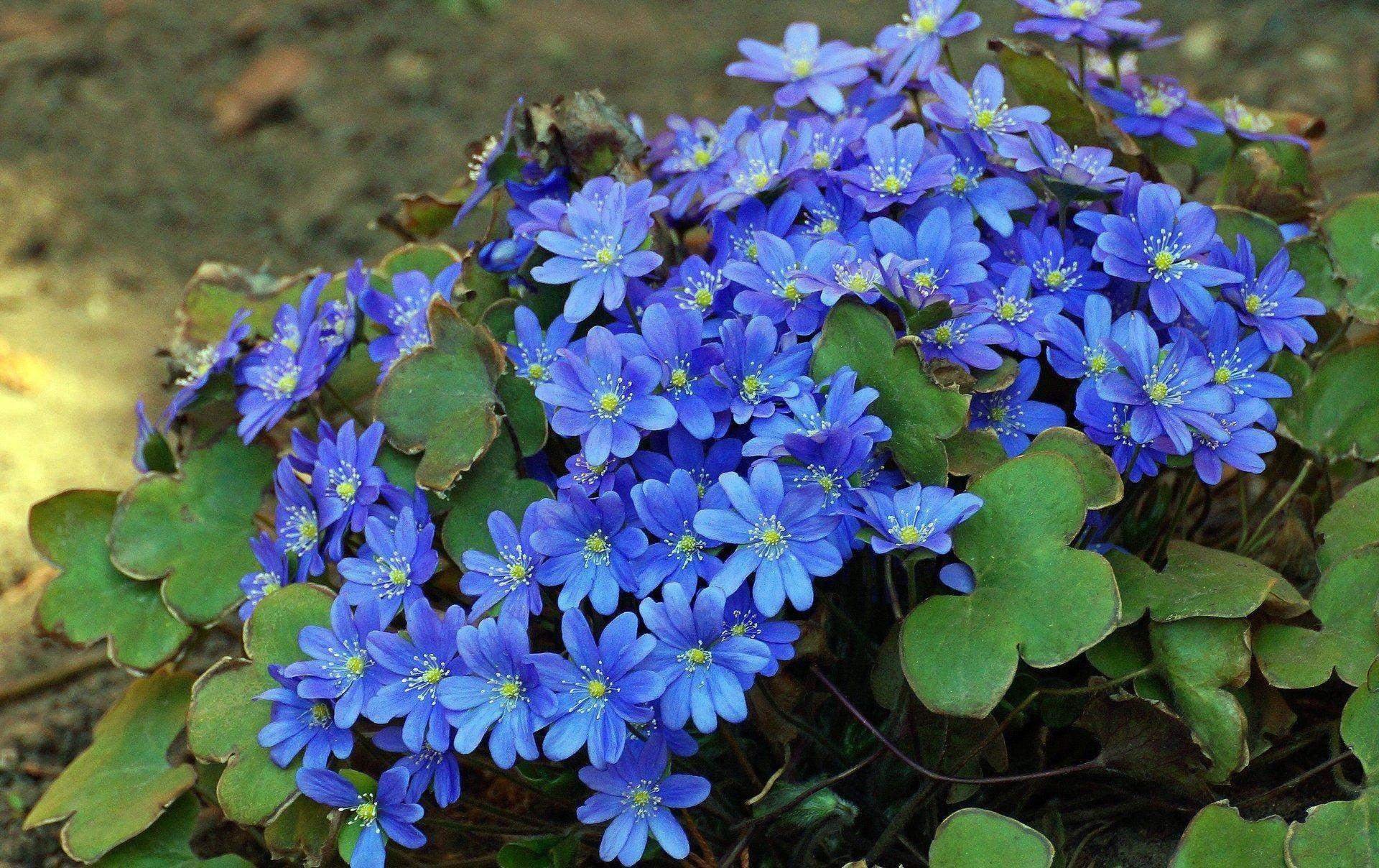 Gewöhnliches Leberblümchen (Pflanze)