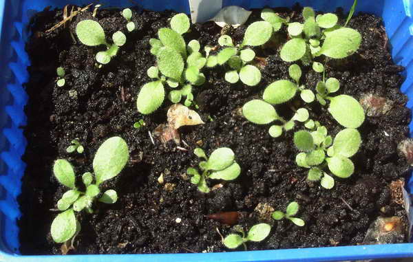 Hesperis: Anzucht aus Samen