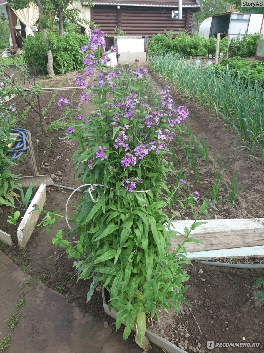 Hesperis matronalis (Nachtviole) Anbau aus Samen