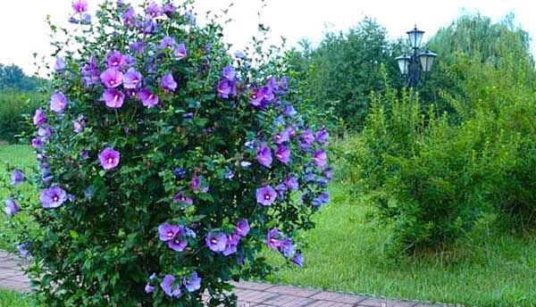 Krautiger Gartenhibiskus: Pflanzung und Pflege