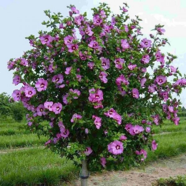 Krautiger Hibiskus im Garten: Anbau und Pflege