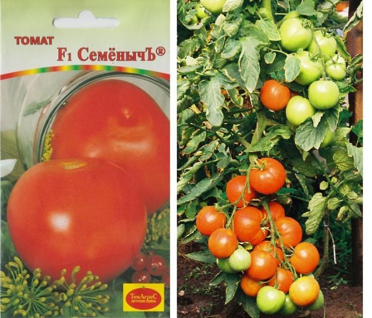 Hochertragreiche Tomatensorten für das Freiland