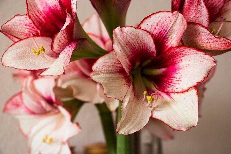 Hippeastrum: Anbau und Pflege zu Hause