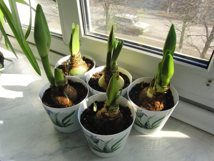 Hippeastrum in den Topf pflanzen