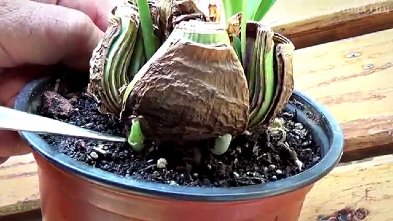 Vermehrung von Hippeastrum durch Kindel