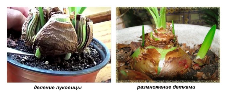 Vermehrung von Hippeastrum durch Samen