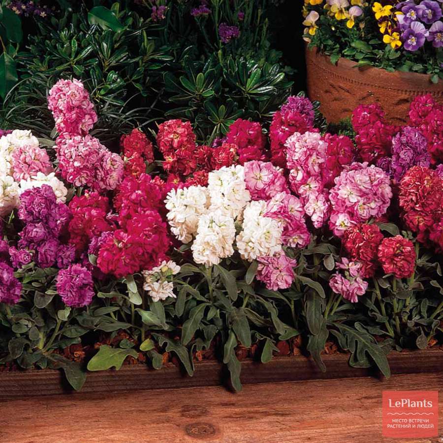 Levkoje (Matthiola incana) – Anzucht aus Samen