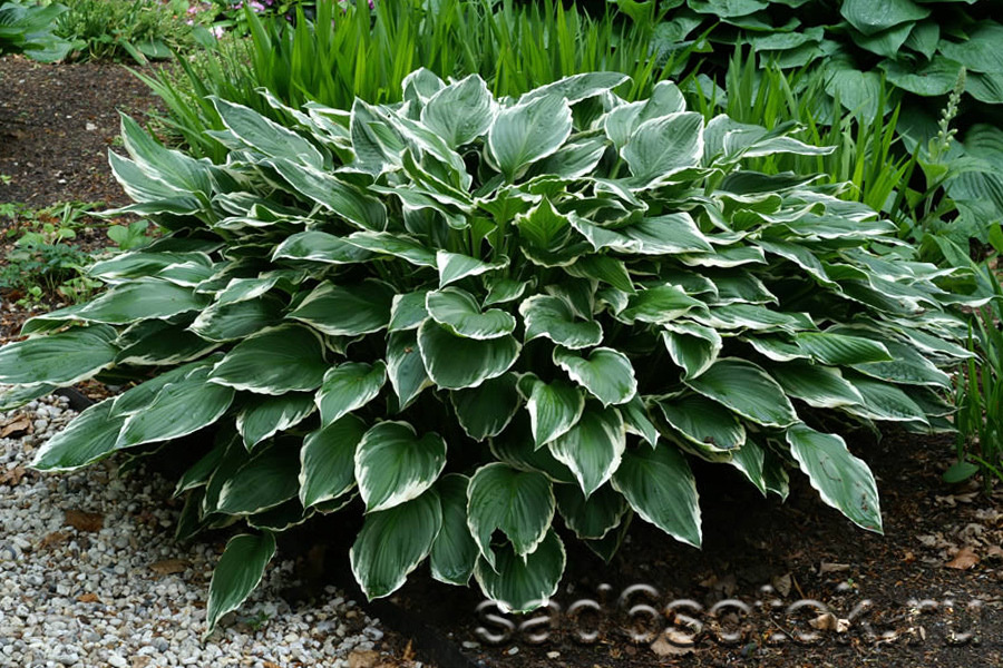 Hosta: Anbau und Pflege im Freiland