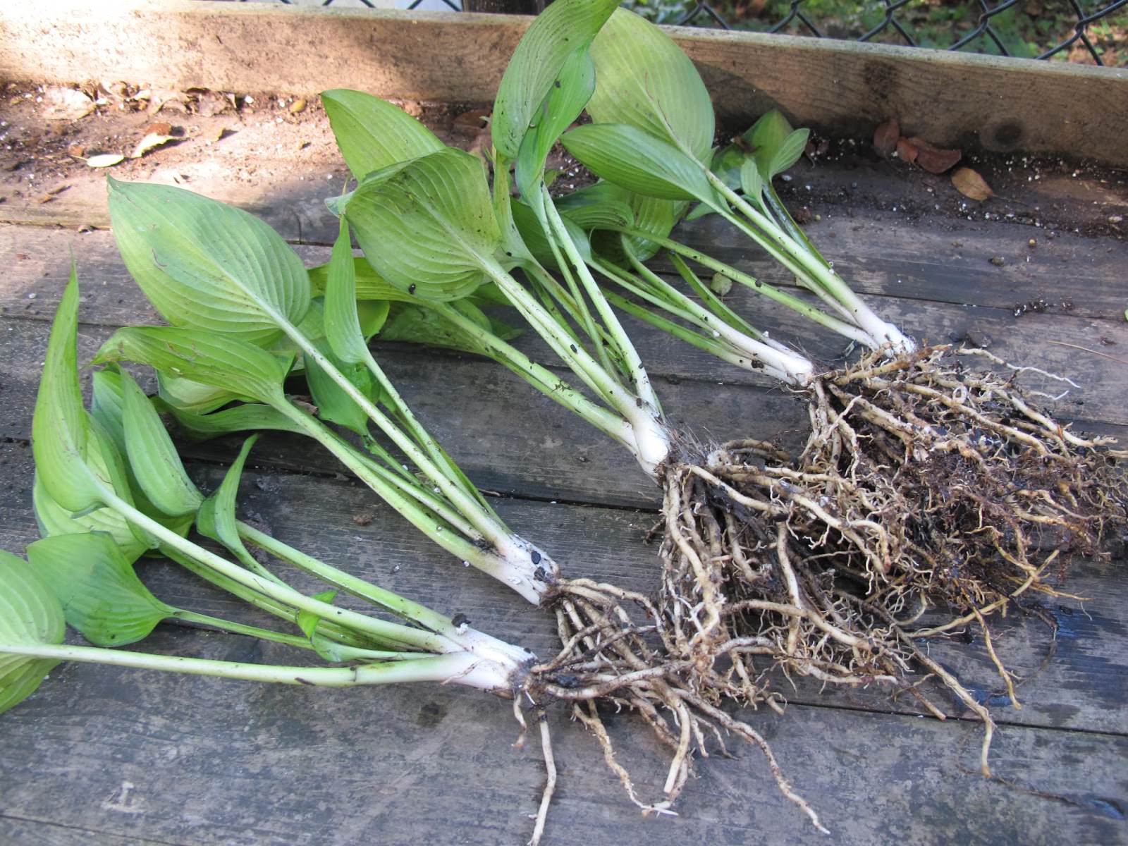 Hosta: Vermehrung durch Teilung des Busches
