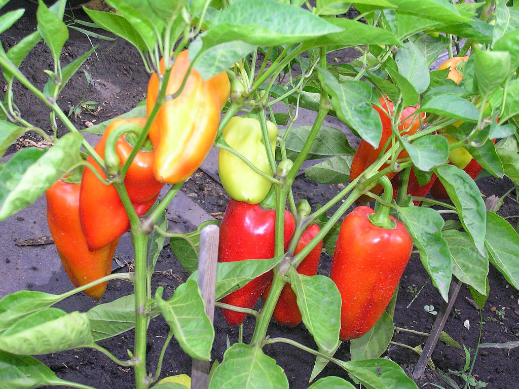 Scharfer Paprika: Anbau im Freiland